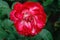 Red and white bicolored rose flowers with raindrops close-up on a green blurred background