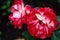 Red and white bicolored rose flowers with raindrops close-up on a green blurred background