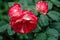 Red and white bicolored rose flowers with raindrops close-up on a green blurred background