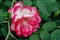 Red and white bicolored rose flowers with raindrops close-up on a green blurred background