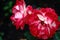 Red and white bicolored rose flowers with raindrops close-up on a green blurred background