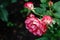 Red and white bicolored rose flowers with raindrops close-up on a green blurred background