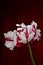 Red and white big dutch parrot tulip flower close up on dark red vintage background