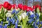 Red white blue flowers in spring season