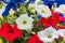 Red, White, and Blue Petunias