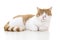 Red and white british shorthair cat seen from the side sleeping