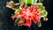 Red and White Bromeliad Flower