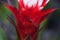 Red and white bromeliad flower with a Convergent lady beetle