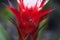 Red and white bromeliad flower with a Convergent lady beetle