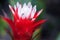 Red and white bromeliad flower with a Convergent lady beetle