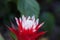 Red and white bromeliad flower with a Convergent lady beetle