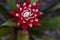 Red and white bromeliad flower with a Convergent lady beetle