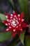 Red and white bromeliad flower with a Convergent lady beetle