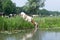 Red white brown cow in a meadow drinking water on the bank of a river with her reflection in the water on a sunny day in summer