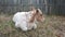 Red and white calf child cow