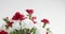Red and white carnation flower rotation