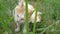 Red-white cat eats green grass outdoors. Cute funny red-white cat, close up.