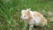 Red-white cat eats green grass outdoors. Cute funny red-white cat, close up.