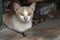 A red and white cat with large yellow eyes sits on the sidewalk on a bench and looks directly at the camera