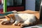 A red white cat lying on wooden table outdoor in the lazy early morning. Pet enjoying the sun. Ginger kitten sleeping, close up