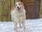 Red and white Central Asian Shepherd in the snow