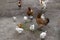 Red and white chicken walking in paddock Ordinary white rooster and chickens looking for grains on farm