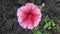 Red and white chinese hibiscus. Hibiscus blooms in early spring .