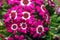 Red and white Cineraria flowers
