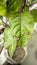 Red and white circle on leaves on Planted Green Malabar Spinach at home garden in Mirpur, Dhaka, Bangladesh.