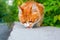 Red and white color cute cat eats sausage closeup, green tree leaves background, ginger furry pretty kitty eating meal, copy space