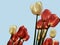 Red and white colored tulips isolated against a background of a blue sky