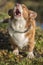 Red and white corgi