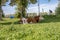 Red and white cow, breed of cattle montbeliard, lazy lying in the middle of a green meadow with a blue sky.