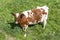 Red white cow in a field seen from above, helicopter view, is looking up in a meadow, completely in image