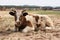 Red and white cow lies in the meadow in summer. Horned cow. Cow have a rest. Livestock and agricultural background.