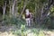 Red and white cow, Montbeliard, standing in a grove, in a thicket, a collar and looking cute.