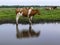 Red and white cow stands next to a creek, reflection of the cow in the water.