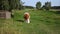 Red-white cow tied on a chain eats grass