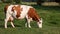 Red-white cow tied on a chain eats grass. chases away flies with its tail