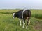 Red and white cow, turning her head to look, tiny udders, breed of cattle holstein, in the Netherlands standing in a green meadow.