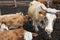 Red-and-white cows on a farm in a corral. Little calves suck milk from the udder