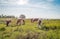 Red and white cows graze on the floodplains of the Dutch river Waal