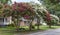 Red and white crepe myrtle trees on residential neighborhood street.