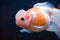 Red and White Crown Pearlscale Goldfish