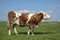 Red and white curly cow, side view, tiny udder, standing upright, straight drooping tail, blue sky at the horizon, stands in a