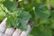 Red and white currant leaves with blisters on outside, infected with currant aphids