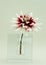 Red and white dahlia in clear glass vase