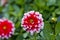 Red and white decorative Dahlias