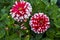 Red and white decorative Dahlias flower