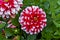 Red and white decorative Dahlias flowers